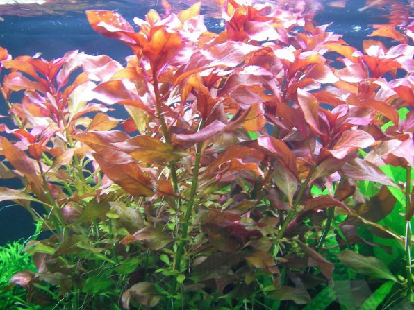 Ludwigia “Red Skeleton” 5 Stems