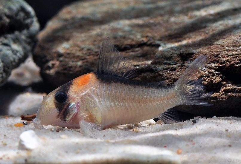 Adolfoi Corydoras / Tank-Raised – Live Peaceful Community Fish