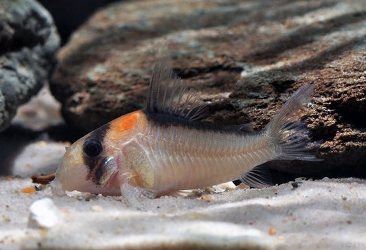 Adolfoi Corydoras / Tank-Raised – Live Peaceful Community Fish