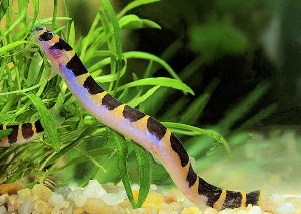 Kuhli Loach (Pangio kuhlii)