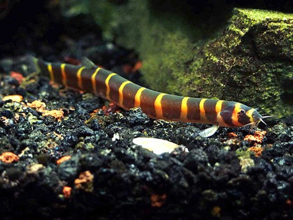 Kuhli Loach (Pangio kuhlii)