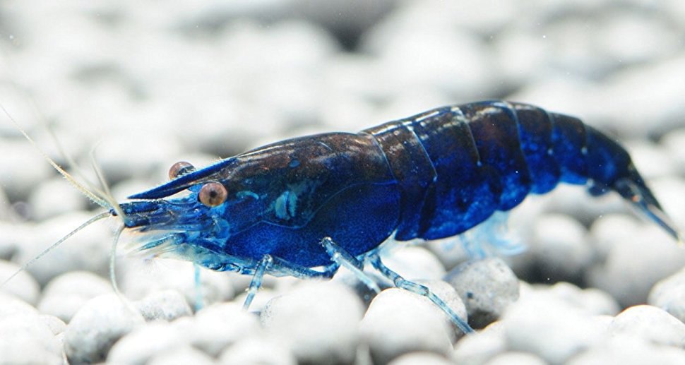 10+1 Blue Dream Shrimp (Neocaridina) – Freshwater Aquarium Shrimp