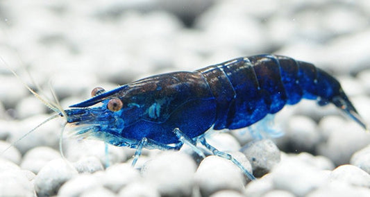 10+1 Blue Dream Shrimp (Neocaridina) – Freshwater Aquarium Shrimp