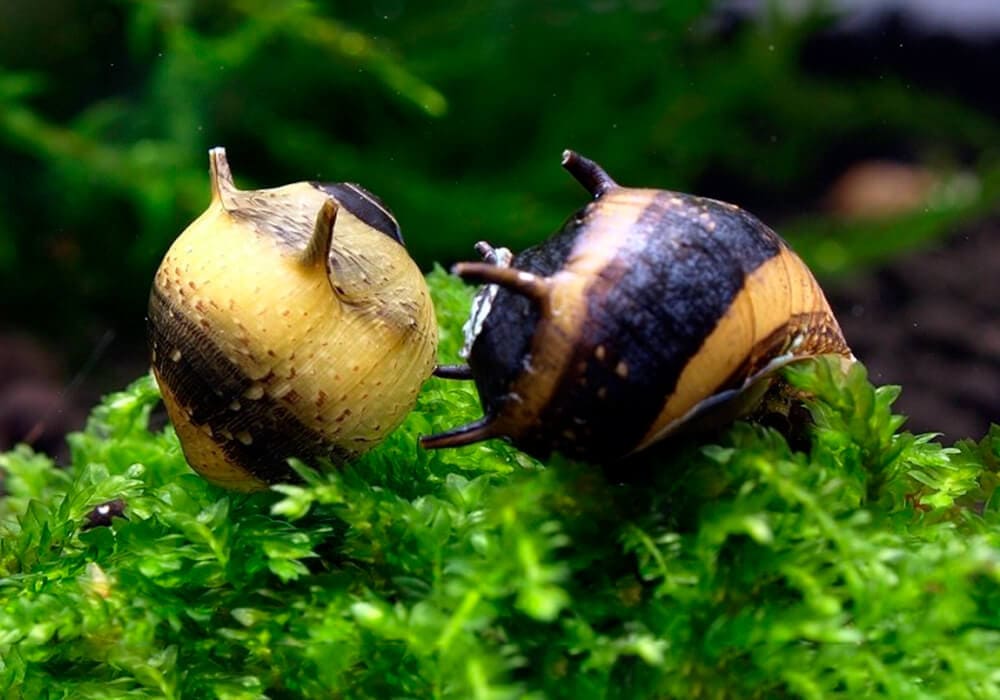 Horned Nerite Snail