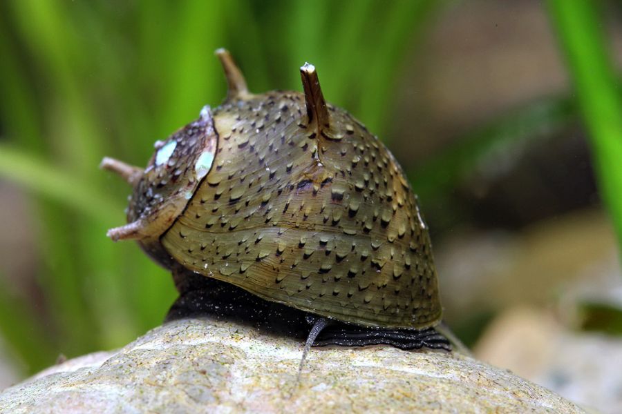 Horned Nerite Snail