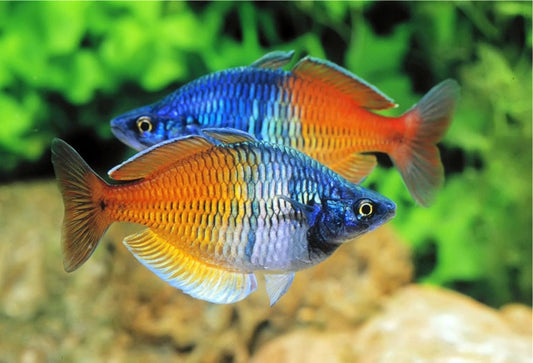 Boesemani Rainbowfish (Melanotaenia boesemani) Juveniles