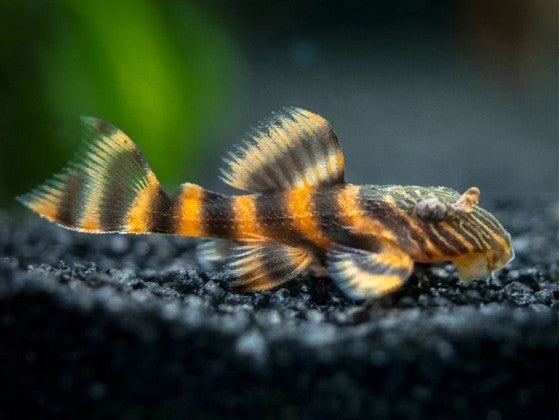 L397 Alenquer Tiger Pleco (Hypancistrus sp.) – Approx. 1.25" Live Aquarium Fish