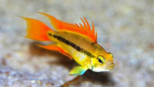 Apistogramma Cacatuoides “Orange” – 1.5”