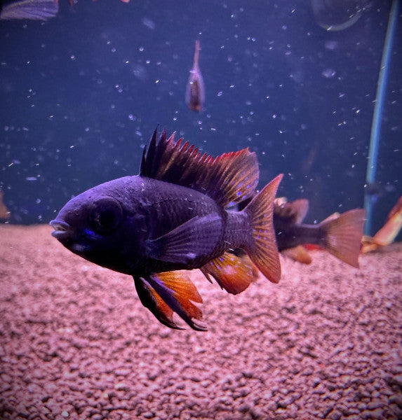 Black Knight Ram