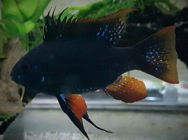 Black Knight Ram