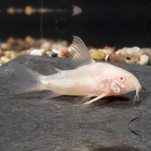 Albino Pygmy Cory (Gastrodermus pygmaeus) – Live Freshwater Fish – Peaceful Scho