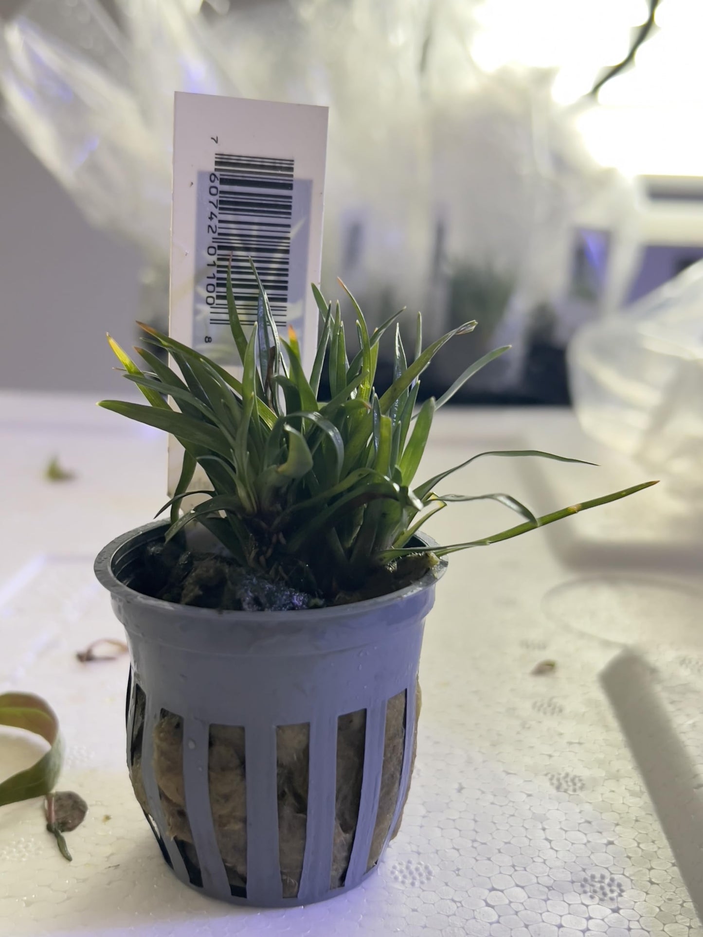 Eriocaulon Vietnam – Live Potted Aquarium Plant | Rare Aquascape Plant