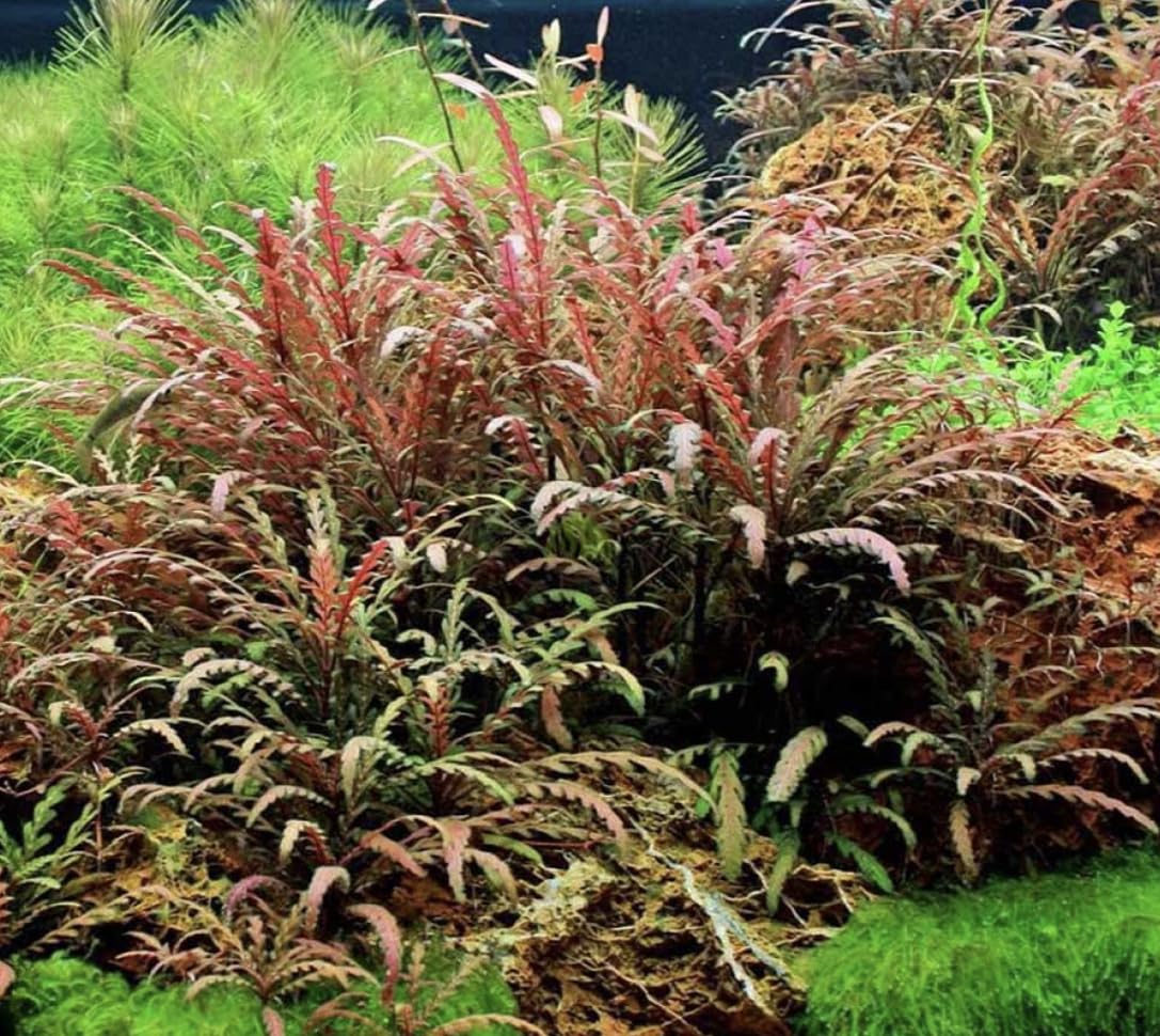 Hygrophila Pinnatifida-Easy Live Aquarium Pond Aquatic Plant (5 Plants)