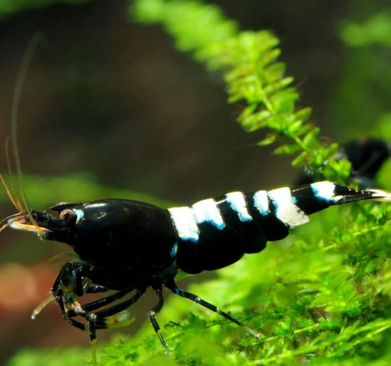 Black Pinto Shrimp – Caridina Pinto Shrimp