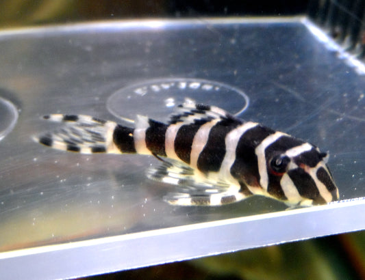 L134 Leopard Frog Pleco (Peckoltia compta) 1.5 White morph
