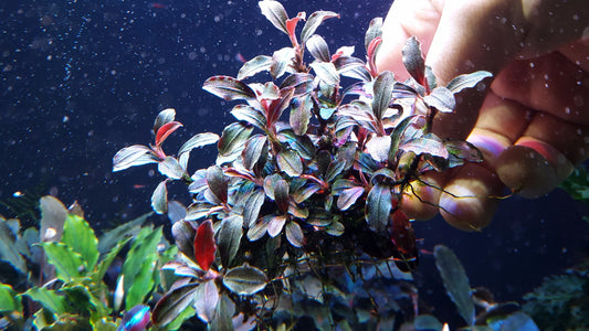 Bucephalandra Brownie Ghost  |Big Portion|  Rare Live Aquarium Plant