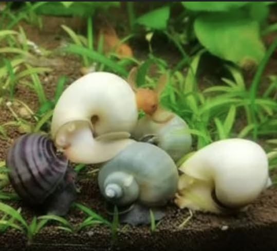 3 Assorted Live Mystery Snails – Color Mix – Great for Freshwater Aqua ...