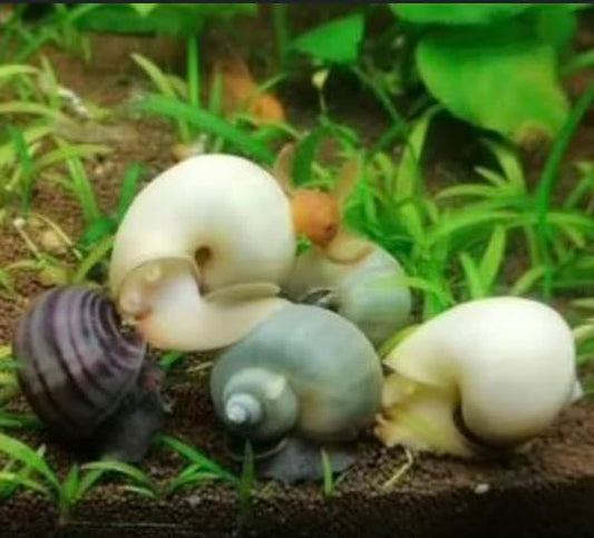3 Assorted Live Mystery Snails – Color Mix – Great for Freshwater Aquariums