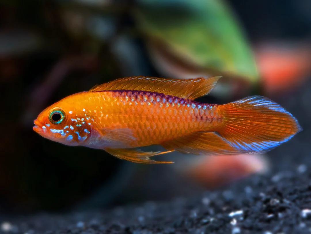 Apistogramma Agassizii “Fire Red”  Live Freshwater Dwarf Cichlid