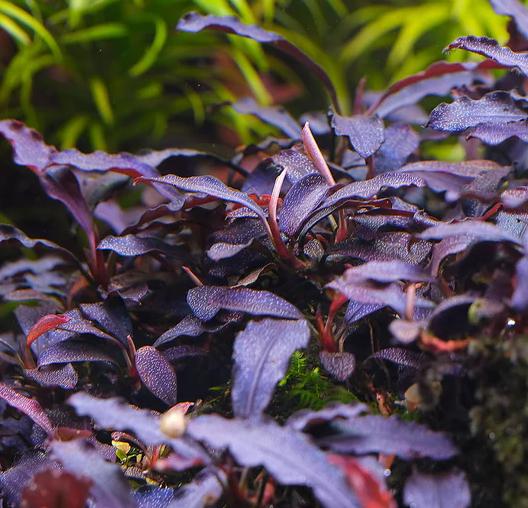 Bucephalandra Brownie Ghost  |Big Portion|  Rare Live Aquarium Plant