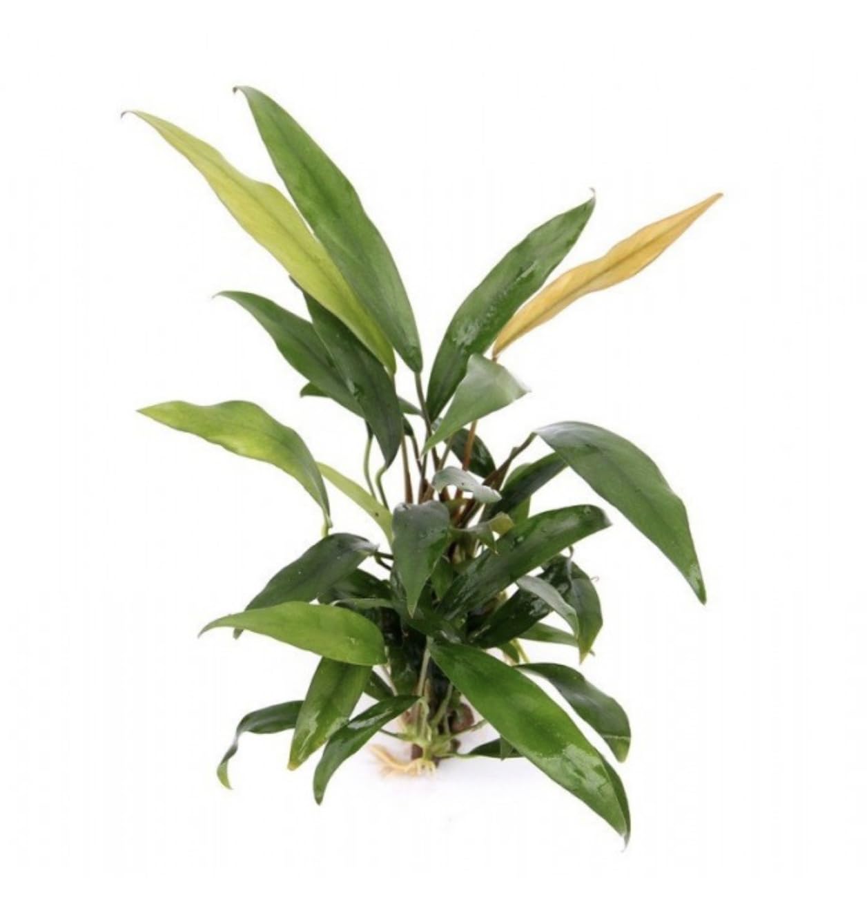 Anubias Minima Easy Live Aquarium/Fish Tank and Pond Aquatic Plant