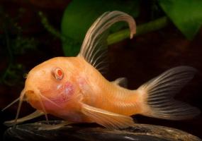 Albino Longfin Corydoras