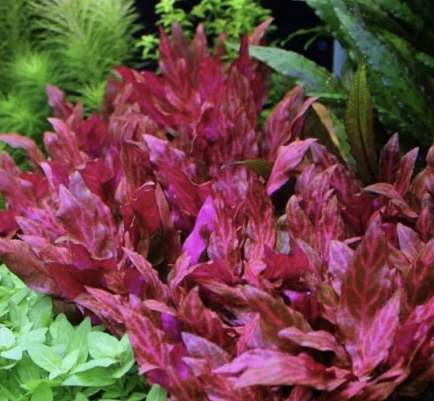 Alternanthera Rosanervig – Vibrant Potted Aquarium Plant | Bold Red-Pink Midground Accent (5 Stems)