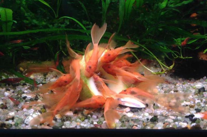 Long Fin Super Red Bristlenose Plecos (1.25–1.5”)