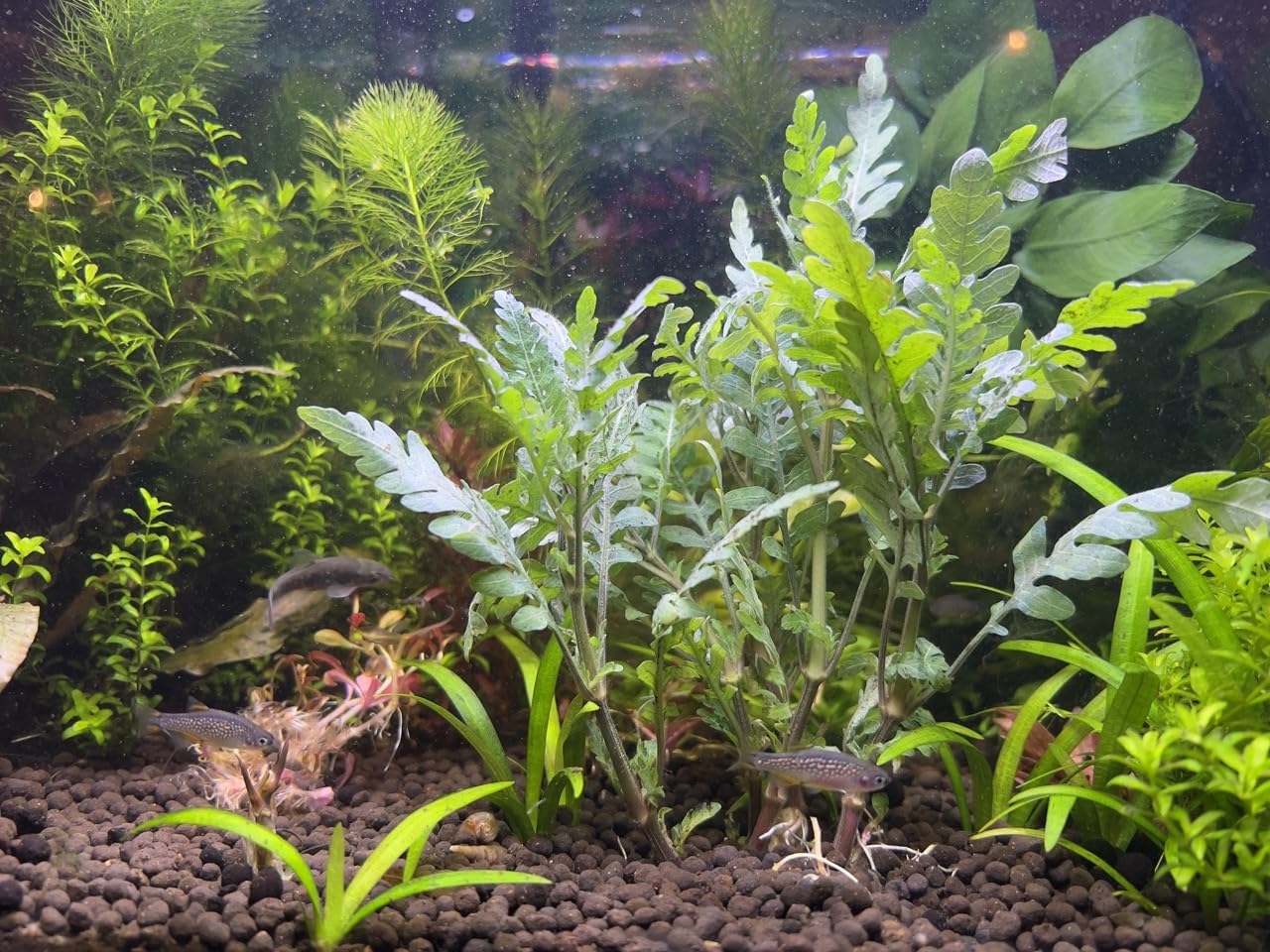 Hygrophila Pinnatifida-Easy Live Aquarium Pond Aquatic Plant (5 Plants)