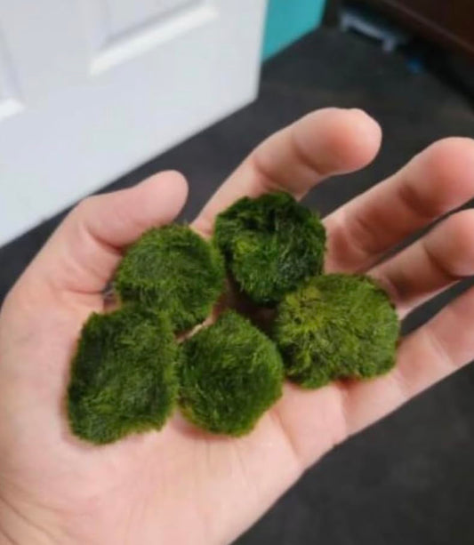 2 Live Moss Pebbles Balls for Fish Tank Decoration Plant/Aquatic Balls