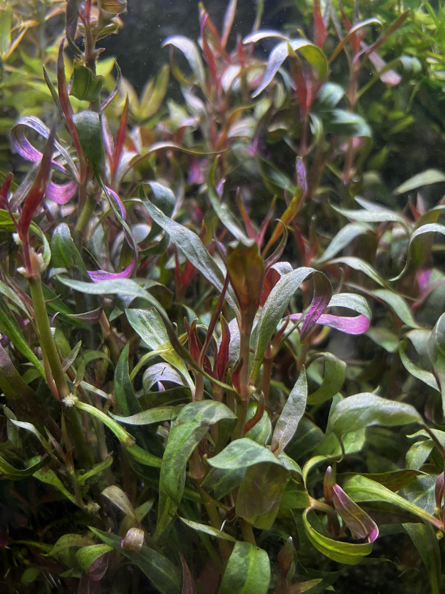 Alternanthera Reineckii 'Roseafolia' – Live Aquarium Plant – Vibrant Red-Pink Midground Plant – Freshwater Fish Tank Decoration