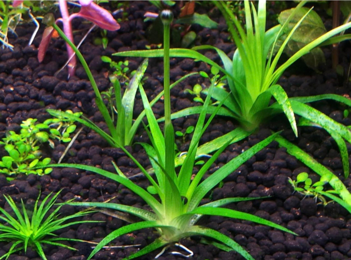 Eriocaulon Vietnam – Live Potted Aquarium Plant | Rare Aquascape Plant