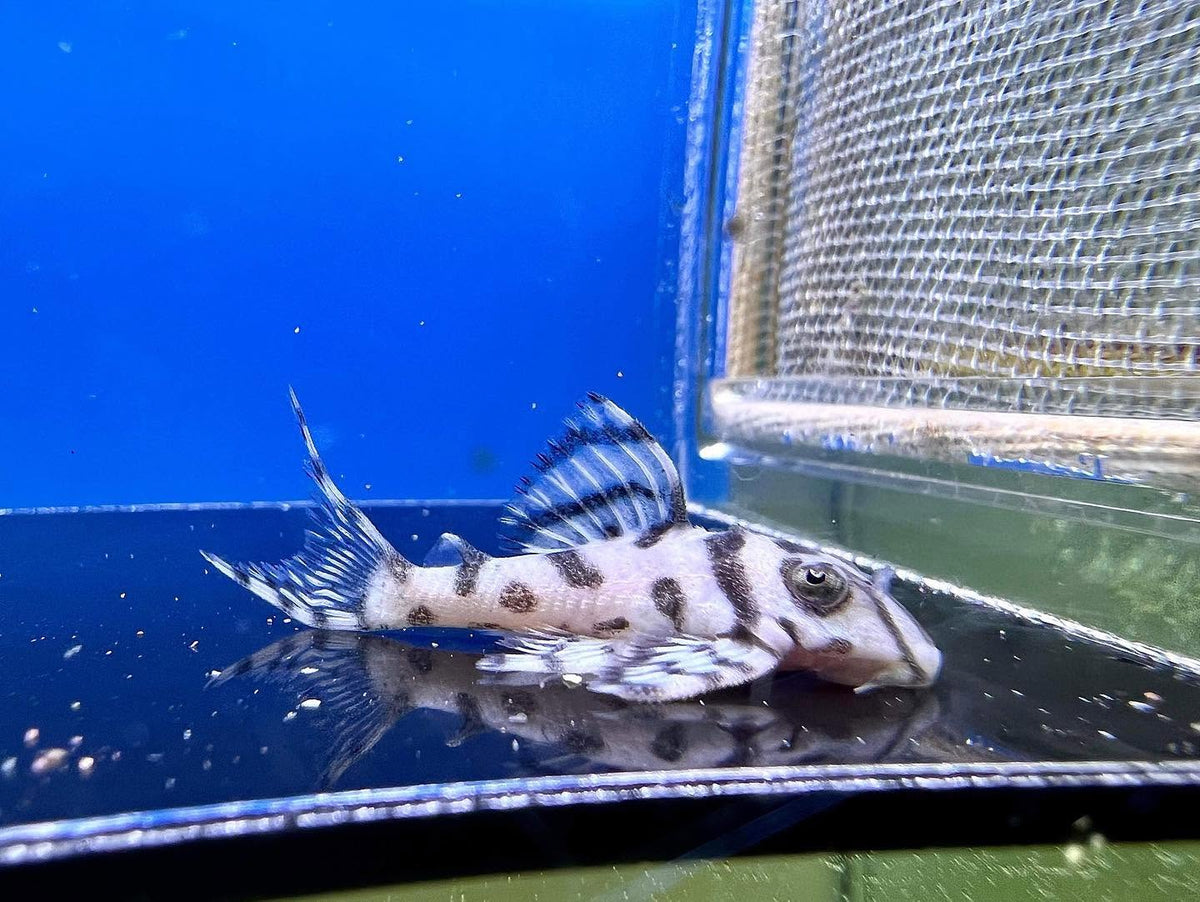 L236 RB Super White Pleco – Robert Budrovcan Line