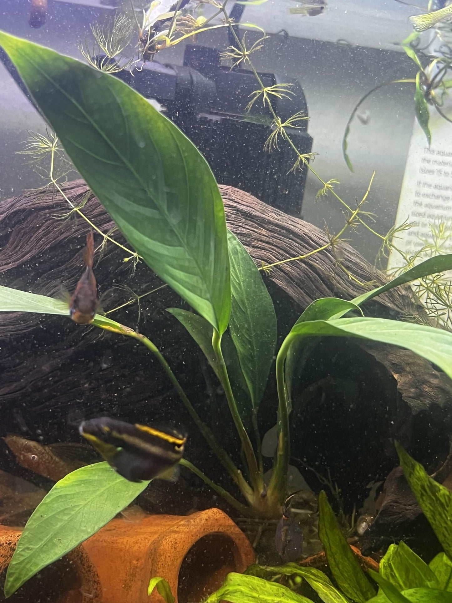 Generic Anubias Pack Live Aquarium Plants for Fish Tank and Ponds, Green