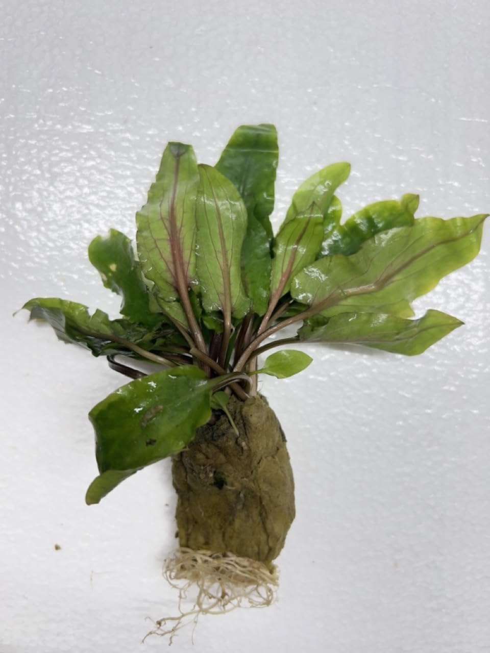 Cryptocoryne Wendtii Green Crypt Wendtii Green Easy Live Aquarium Plants