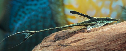 Royal Farlowella (1.5–2”) – Live Freshwater Catfish