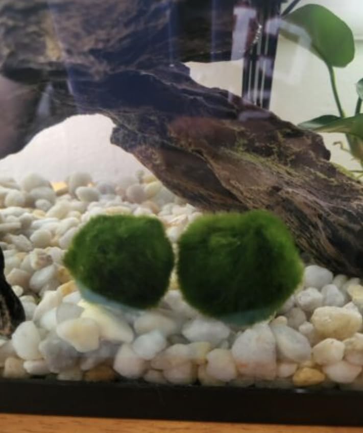 2 Live Moss Pebbles Balls for Fish Tank Decoration Plant/Aquatic Balls