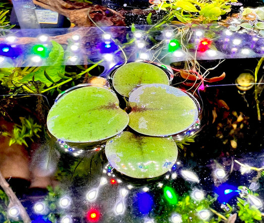 40+ Leaf Amazon Frogbit Aquarium Floating Plant (10 plants)