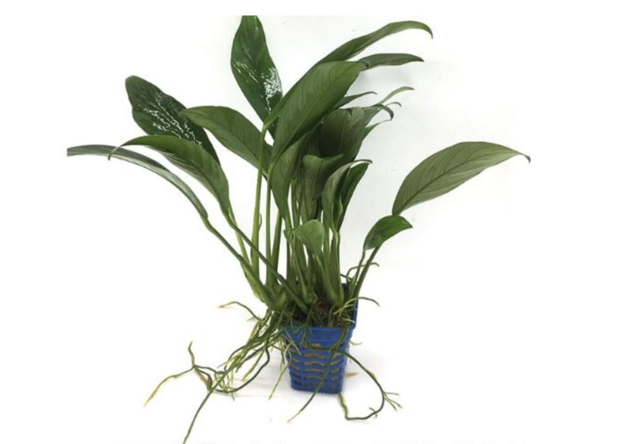 Generic XL Anubias Frazeri-Easy Live Aquarium Pond Aquatic Plant, Green