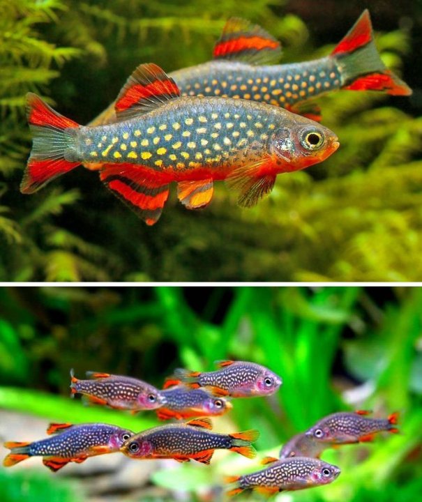 Galaxy Rasboras CDP/Celestial Pearl danios