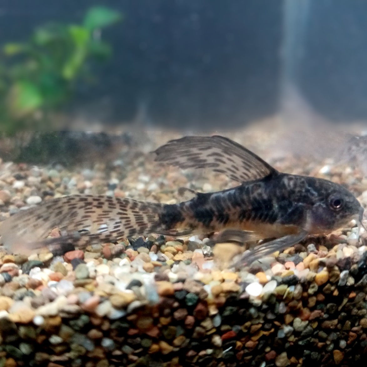HIGH FIN PEPPERED CORYDORAS – Live Freshwater Aquarium Fish