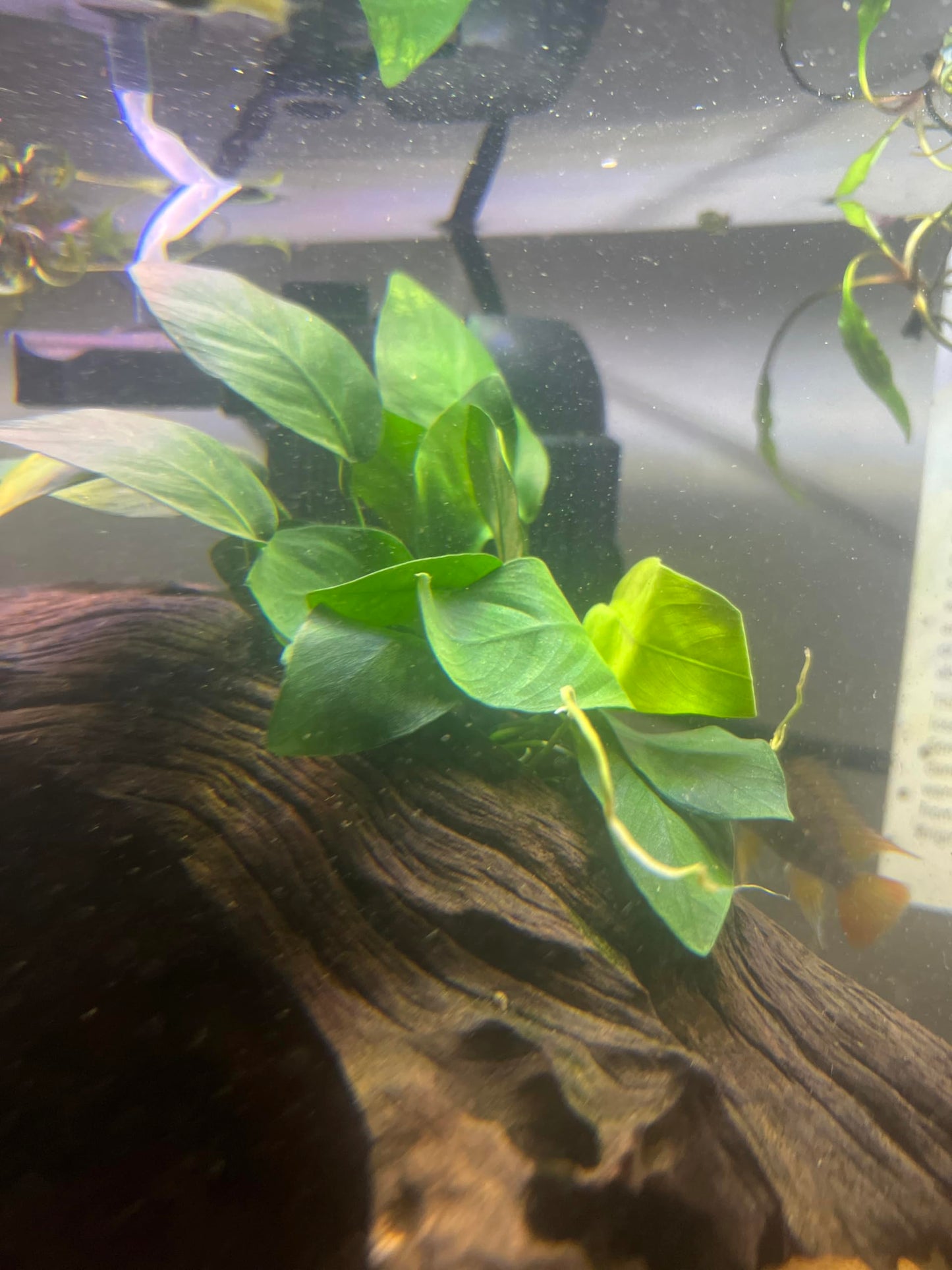 Generic Anubias Pack Live Aquarium Plants for Fish Tank and Ponds, Green