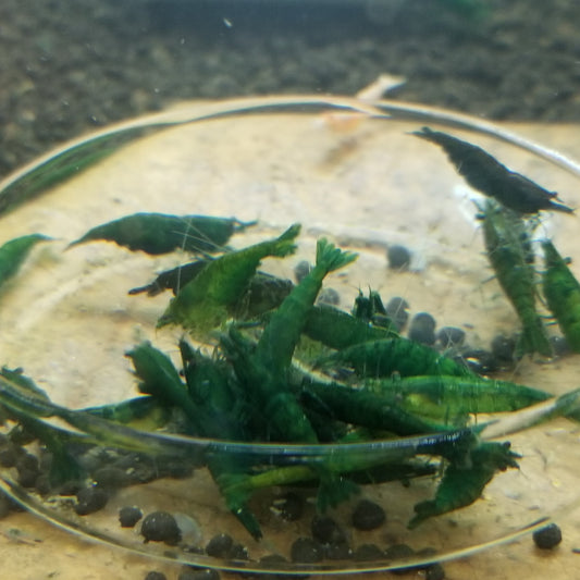 10 Green Jade Neocaridina shrimps