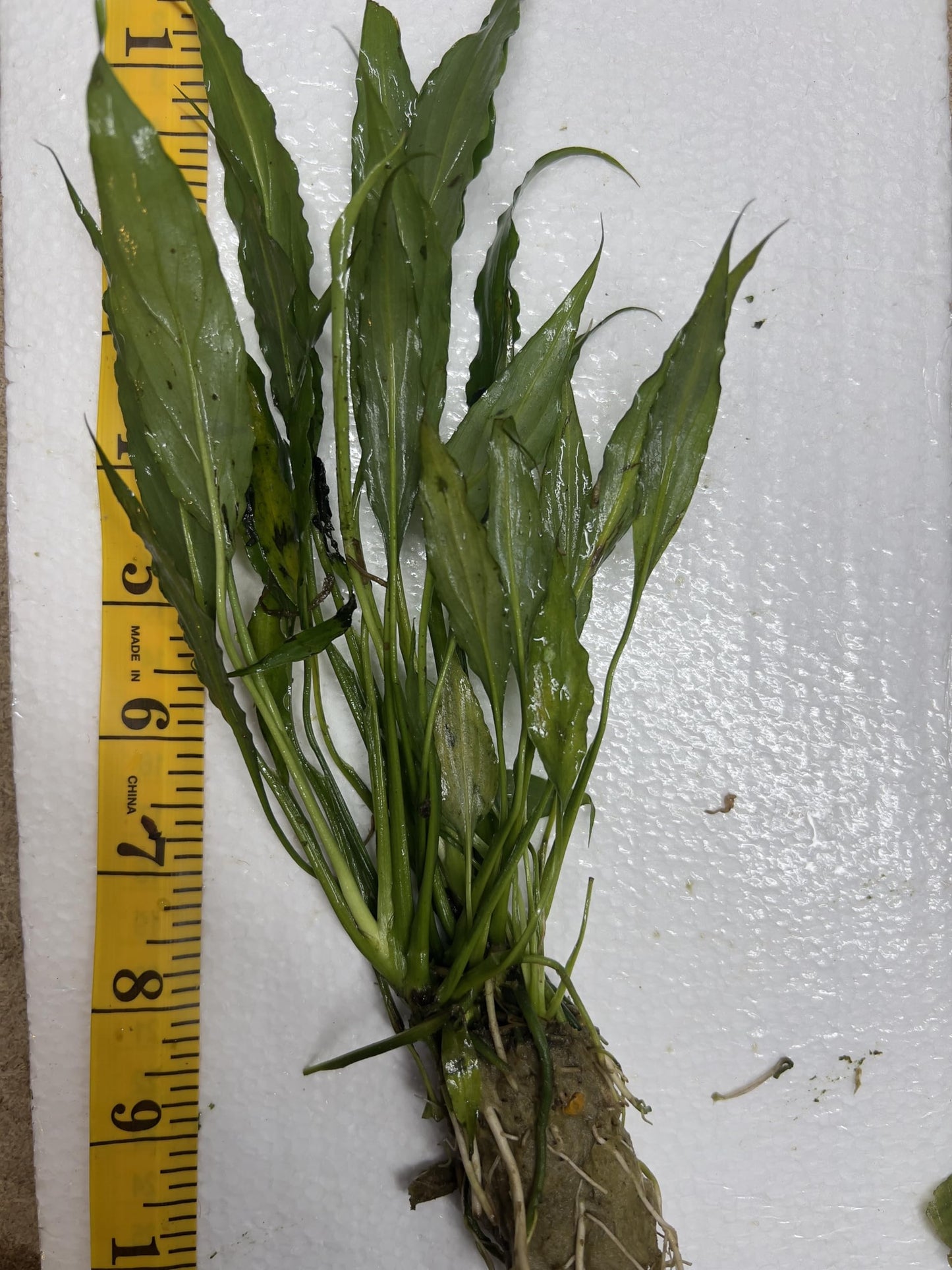 Anubias Minima Easy Live Aquarium/Fish Tank and Pond Aquatic Plant