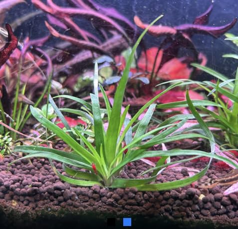 Eriocaulon Vietnam – Live Potted Aquarium Plant | Rare Aquascape Plant