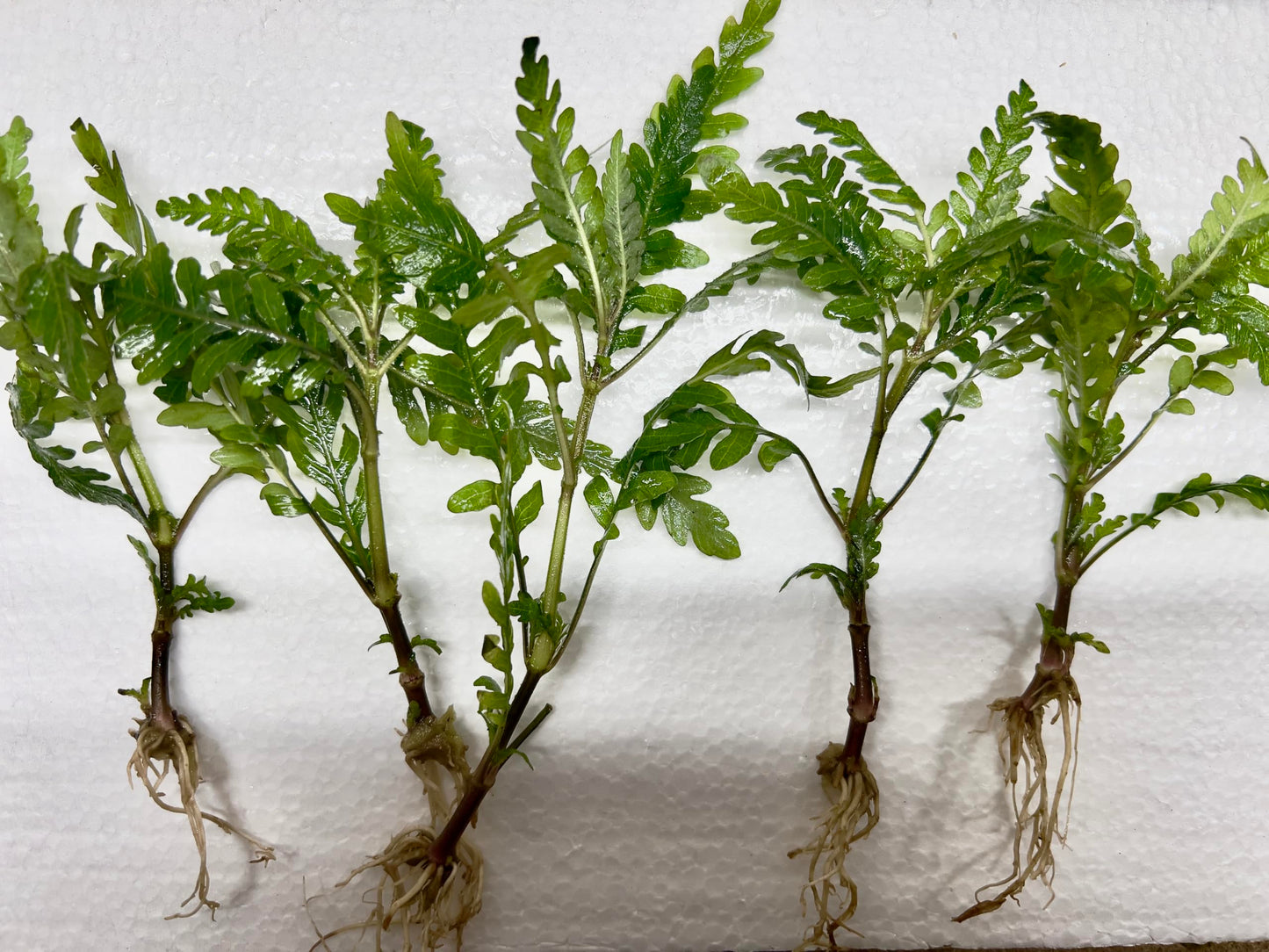 Hygrophila Pinnatifida-Easy Live Aquarium Pond Aquatic Plant (5 Plants)