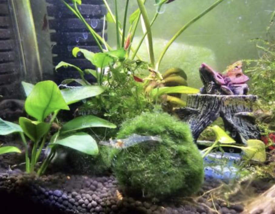 2 Live Moss Pebbles Balls for Fish Tank Decoration Plant/Aquatic Balls