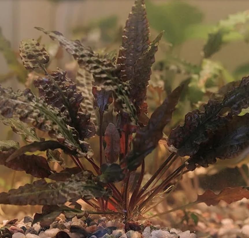 CRYPTOCORYNE WENDTII Tropica Live Aquarium Plant (12-20 Plants)
