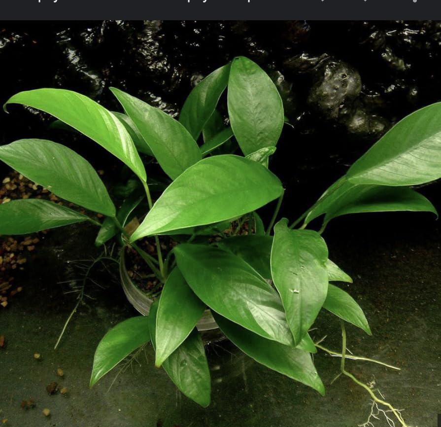 Anubias Glabra Variegated – Live Aquarium Plant for Aquascaping, Low-Maintenance Freshwater Decor