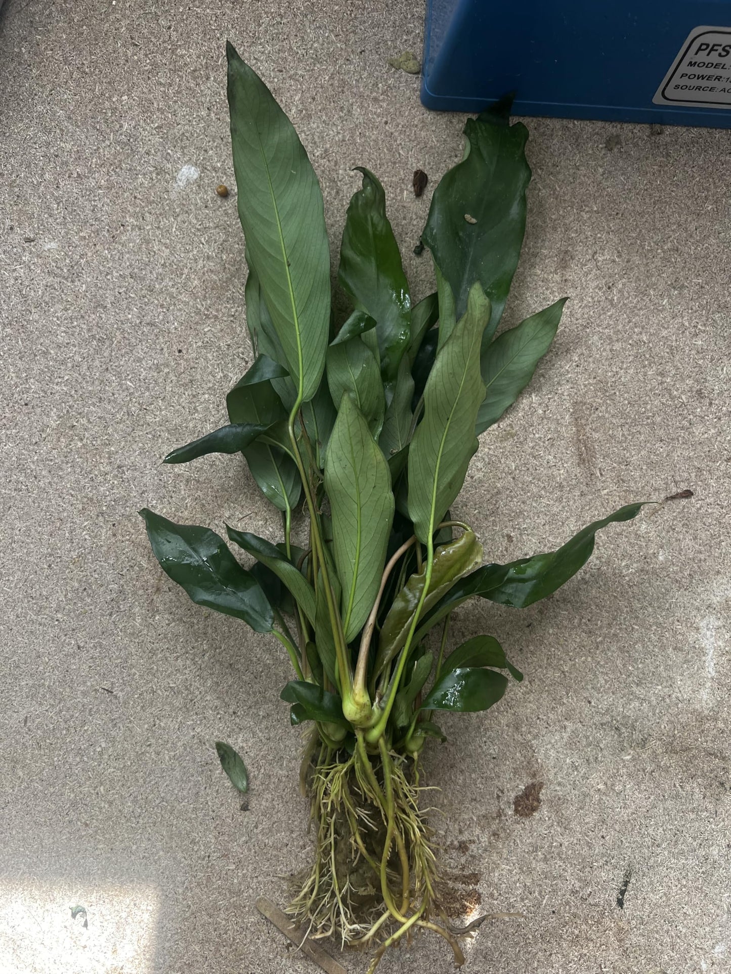 Anubias Glabra Variegated – Live Aquarium Plant for Aquascaping, Low-Maintenance Freshwater Decor